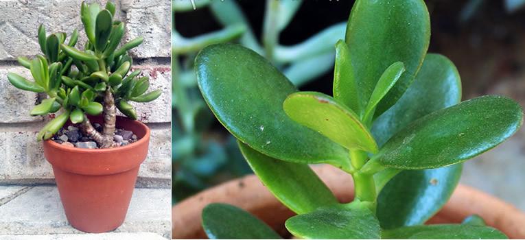Crassula arborescente ou plante de jade en pot