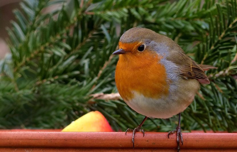 Coupelle d'eau pour oiseaux avec une balle flottante pour éviter le gel