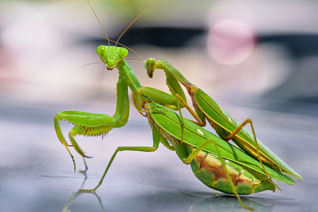 Mante religieuse sur une branche, ambiance nature