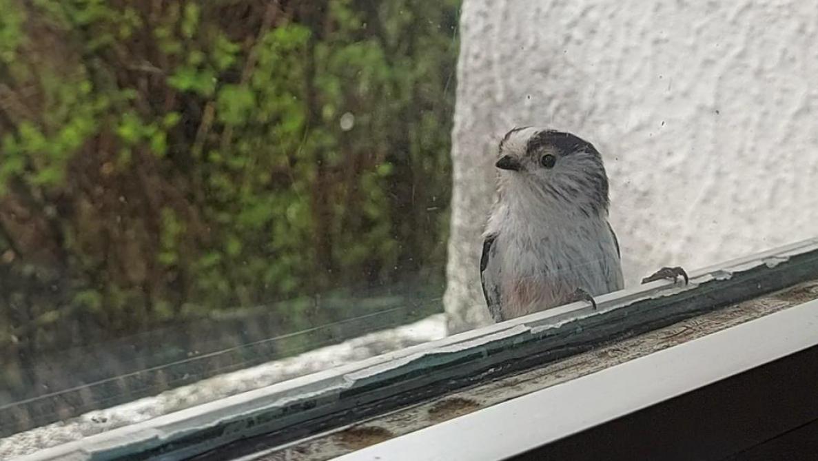 Oiseau se reflétant dans une fenêtre