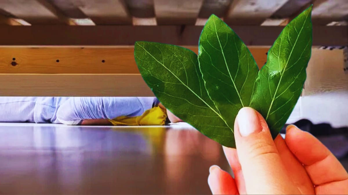 Personne plaçant des feuilles de laurier sous un lit dans une chambre paisible