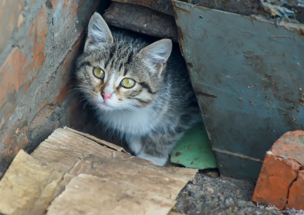 Un homme tenant un chaton enveloppé dans un manteau, après l'incendie
