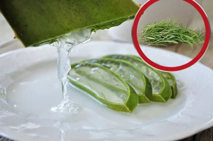 Application d'un masque capillaire naturel à base d'aloe vera et de romarin
