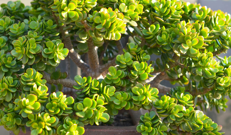 Fleurs blanches de la Crassula ovata