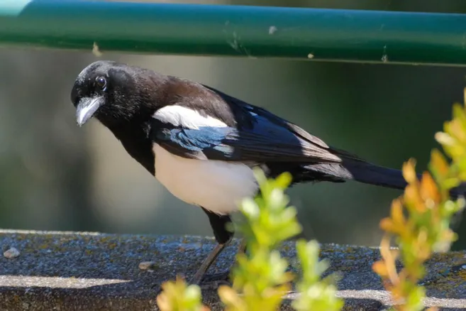 Une pie regardant par une fenêtre ouverte vers l'intérieur d'une maison