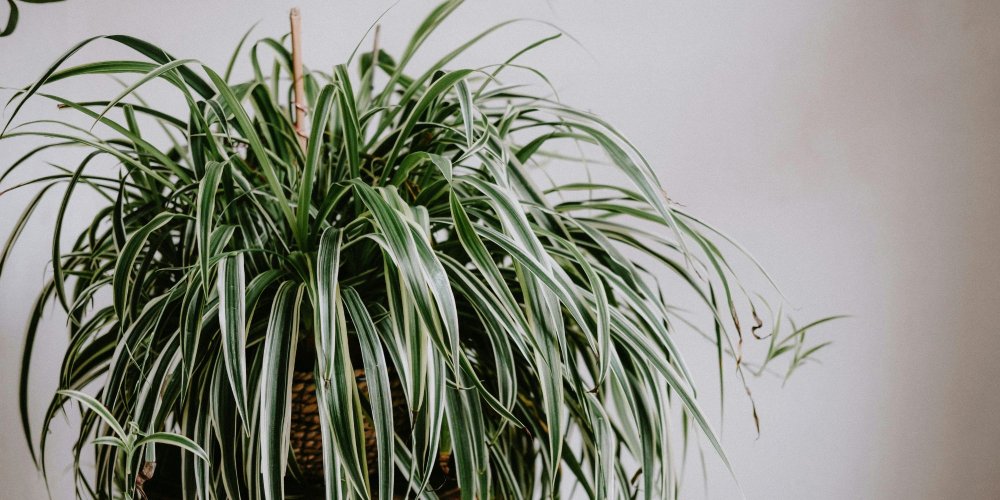 Gros plan sur les racines et le feuillage d'un chlorophytum