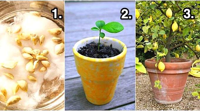 Tutoriel pour faire pousser un citronnier en intérieur à partir d'un pépin