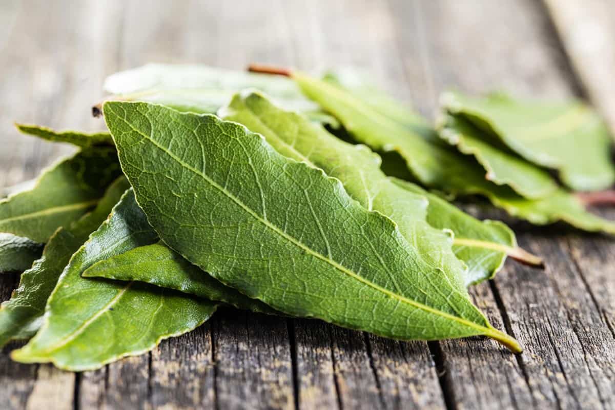 Feuilles de laurier fraîches sur une surface en bois