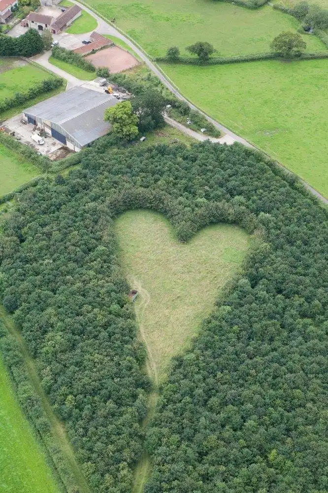 Vue aérienne d'une forêt en forme de cœur parfait