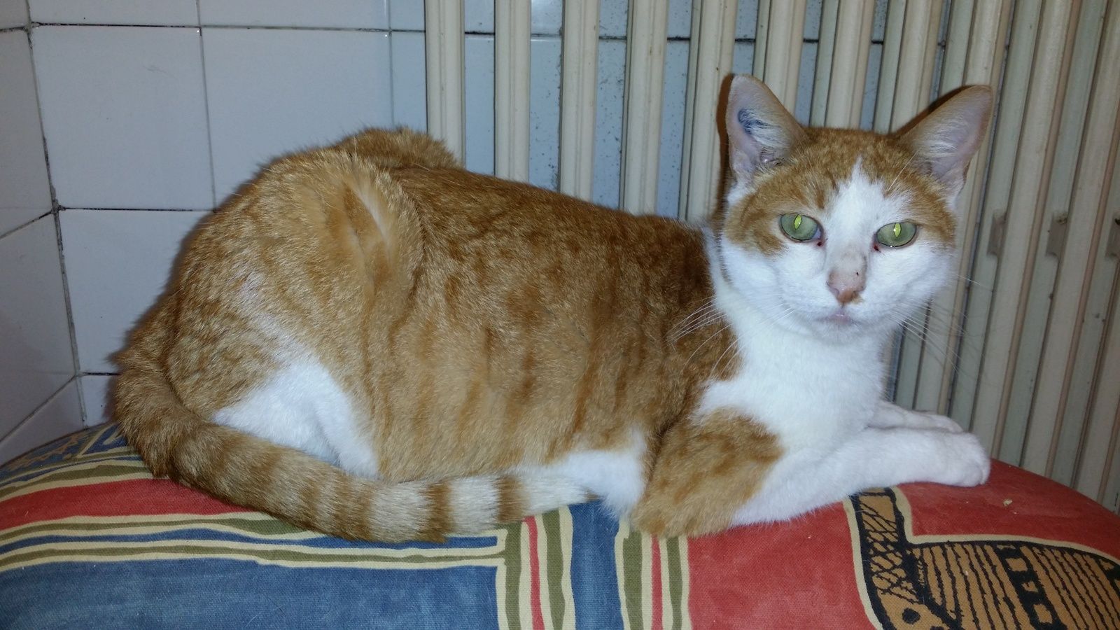 Chat observant son environnement avec attention