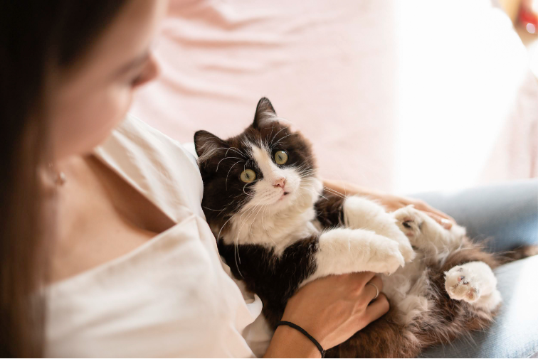Chat au regard perçant et expressif