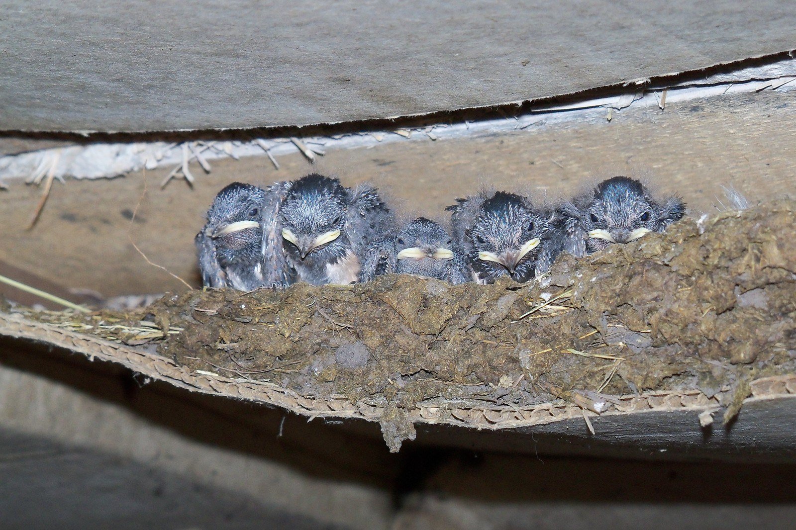 Hirondelle en vol près d'une maison